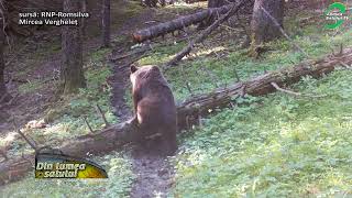 Animale sălbatice surprinse noaptea în pădure [upl. by Anaeda]