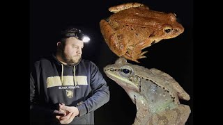 Breeding Grounds Wood Frogs in Western PA [upl. by Yebot]