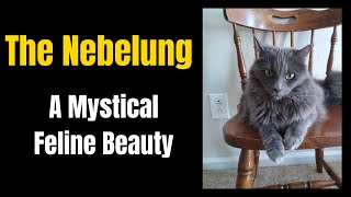 The Nebelung A Mystical Feline Beauty [upl. by Nauhs]