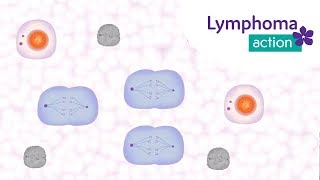 Lymphoma Action How does chemotherapy work [upl. by Anyat823]