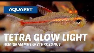 TETRA GLOW LIGHT HEMIGRAMMUS ERYTHROZONUS [upl. by Lyrradal]