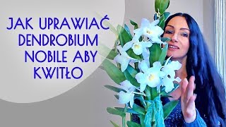 Uprawa storczyka dendrobium nobile i pobudzanie go do kwitnienia [upl. by Nila]