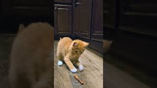 Orange Crayola Kitten 🐈vs🖍funnyanimals cute kitten catlover cat funnycats [upl. by Greenlee]