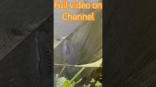 MASSIVE CARP CAUGHT IN OUR YOUTUBE FISHING COMP Full video on channel [upl. by Anyd]