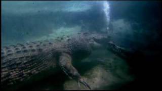 The Saltwater Crocodile [upl. by Demah]