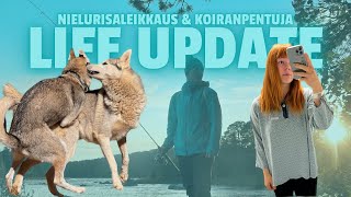 LIFE UPDATE  nielurisaleikkaus amp koiranpentuja [upl. by Kinelski499]