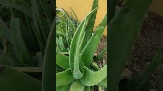 Aloevera kalabanda manthenasatyanarayana ytshorts viralvideos [upl. by Hartley714]