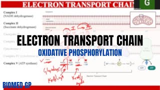 Electron Transport Chain  Oxidative Phosphorylation [upl. by Ogires]