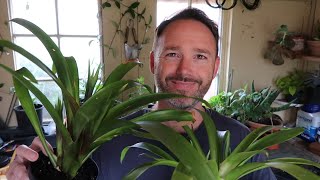 Bromeliad Care and Propagation  Guzmania [upl. by Ahsikcin512]