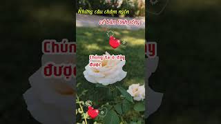 ngammaxem ngẫmradio suyngamcuocsong suyngẫmcuộcsống suynghi suyngẫm loihayydep cuocsong [upl. by Ennahteb]