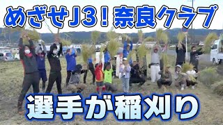 J3参入目前！JFL奈良クラブの選手が稲刈り [upl. by Ameen]