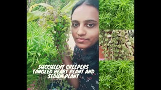 Succulent creepersTangled heart ampSedum plant care and propagationMalayalam🌿🌿🌿🌿🌿💚💚 [upl. by Gard6]