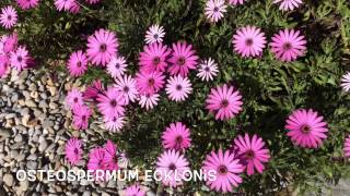 Osteospermum ecklonis Garden Center online Costa Brava  Girona [upl. by Thevenot]