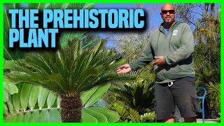 The Facts about Cycads  Earth Works Jax [upl. by Atteval]