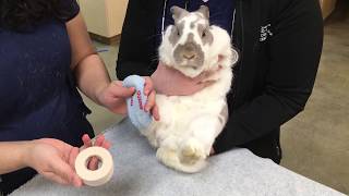 How to place bandages on Rabbit feet [upl. by Deehsar530]