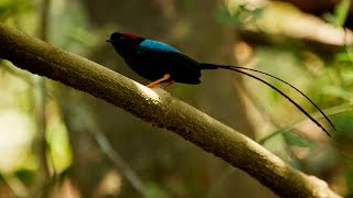 Manakin Mating Song and Dance [upl. by Amalie]