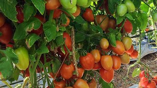 Bayer SeminisAnsal Tomato VarietySummer VarietyHosur Tamilnadu [upl. by Nitsug857]