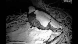 Decorah Eagles Mom Shakes Off Her Snow Blanket 22012 [upl. by Rowan677]