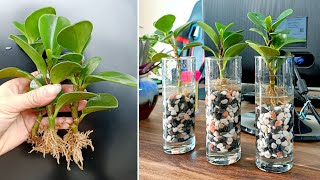 Breeding Peperomia and how to create beautiful and useful desktop pots [upl. by Aloiv]