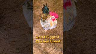 World Biggest Chicken Breed [upl. by Artenek]