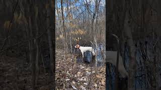 Swimming for woodcock englishpointer woodcockhunting birddog [upl. by Atneciv]