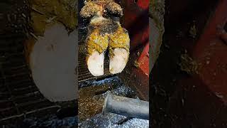 How to Treat Overgrown Cow Hooves Diamond Hoof Care cow hooftriming satisfying farming [upl. by Araek73]