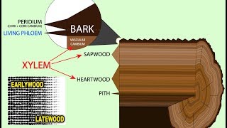 Dendrochronology Tree Ring Dating [upl. by Nork]