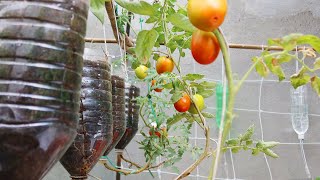 Easy Way To Grow Tomato Plant in Plastic Hanging Bottles  Growing Tomatoes from Seed [upl. by Anitteb739]