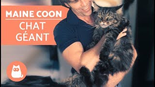 Découvrez tout sur le chat MAINE COON  Le chat GÉANT [upl. by Trelu]