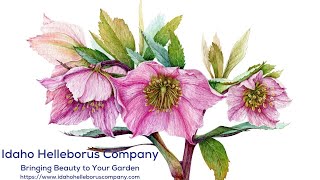 Helleborus Hellebores Hellebore Lenten Rose Christmas Rose IdahoHelleborusCompany WithLOVE36 [upl. by Silvan]