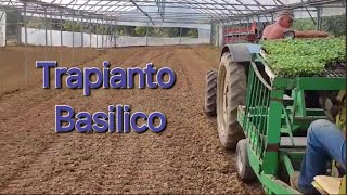 Trapianto Basilico al campo [upl. by Malka]