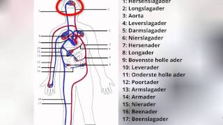 Het bloedvatenstelsel [upl. by Olmsted]