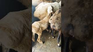 Turkey Dumba Farm in india Top quality 7908756108viralvideo dumba [upl. by Ecilayram456]