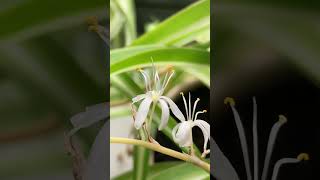 My plant is flowering 🤩😱 flowers plant chlorophytumcomosum [upl. by Primaveras]