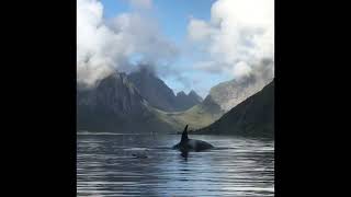 Orca Whale Pays Surprise Visit to Visitors Boat [upl. by Eras335]