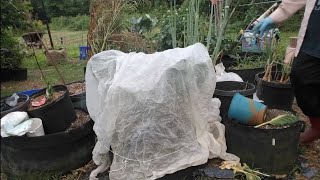 How to protect my plants this summer from insectsanimals [upl. by Service]