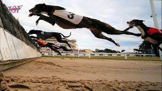 Greyhounds  Hurdle Racing [upl. by Katusha]