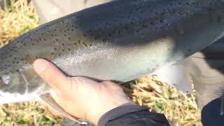 Steelhead Fishing Flat Rock Michigan 2 [upl. by Gnous]