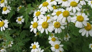 How to Grow Feverfew [upl. by Consalve]