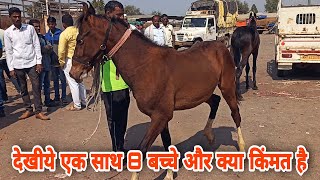 4 बच्चे और 4 बच्चीयो की क्या नसल और किंमत है ।।Yeola Horse Market।। Baby Horse Market Yeola [upl. by Anaert]