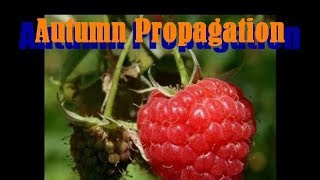 Propagating Raspberries overwinter  How to Propagate Raspberry [upl. by Nojid]