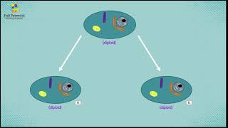 Homologous Chromosomes vs Sister Chromatids  Online Tutoring  Full Potential Learning Academy [upl. by Hagerman742]