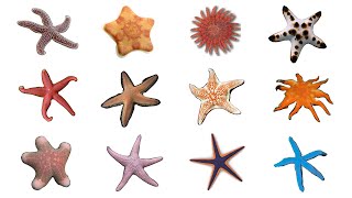 ⭐ 12 Starfish Species  Types Of Sea Stars Starfish seastars [upl. by Tyrone]