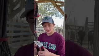 Ear tagging Calves calves ranching livestock education farming farmkids [upl. by Adnal]