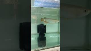 Arowana tank setupaquarium arowana likeforlikes fish [upl. by Nylehtak]