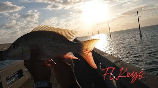 Florida Keys Bridge Fishing [upl. by Noisla]