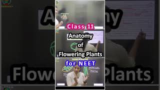 Anatomy of Flowering Plants Class 11 One Shot NEET [upl. by Irab183]