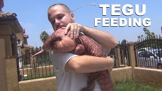 ☜ Argentine Red Tegu Lizard Feeding [upl. by Eeresed]