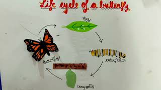 butterfly life cyclelife cycle of a butterflybutterfly life cycle for kids [upl. by Tigdirb857]