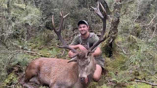 Two Giant Wilderness Red Stags  Part 2  New Zealand Hunting [upl. by Ecinue566]